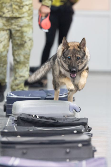 România, un centru de creştere strategic pentru JTI