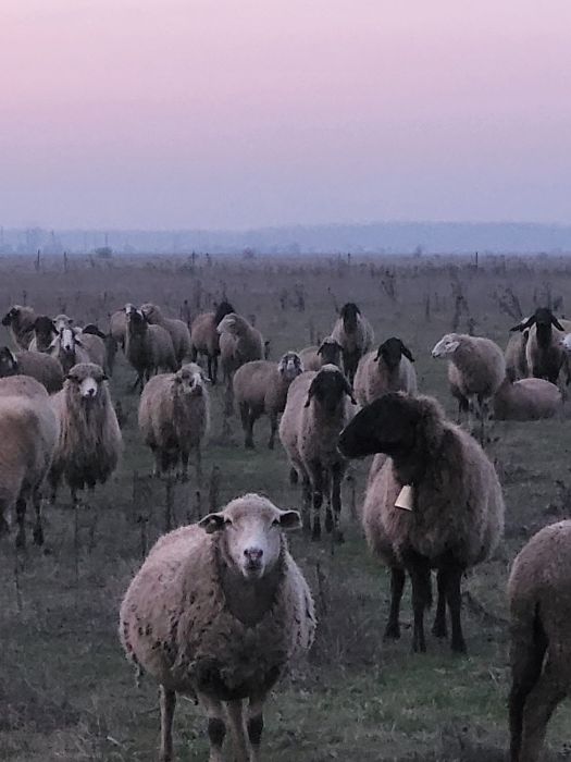 Vasâlcile şi Sânt Vasile - două datini de la Vlaşca