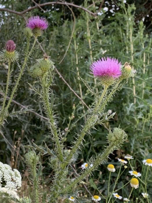 Vasâlcile şi Sânt Vasile - două datini de la Vlaşca