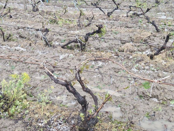 Grindina a distrus peste 400 ha de culturi în Vrancea şi reaprinde disputa privind sistemul antigrindină, oprit din 2024