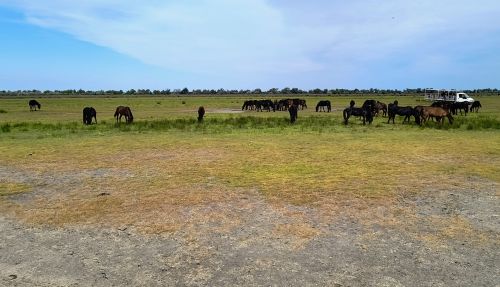 Delta Dunării - experienţa care începe în oraş şi continuă pe apă
