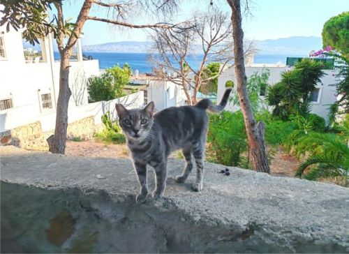 Cum împleteşte Bodrum luxul turcesc cu vibe-ul grecesc